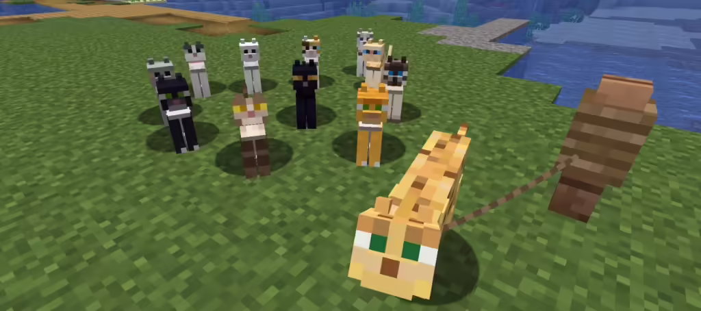 How To Tame A Cat In Minecraft