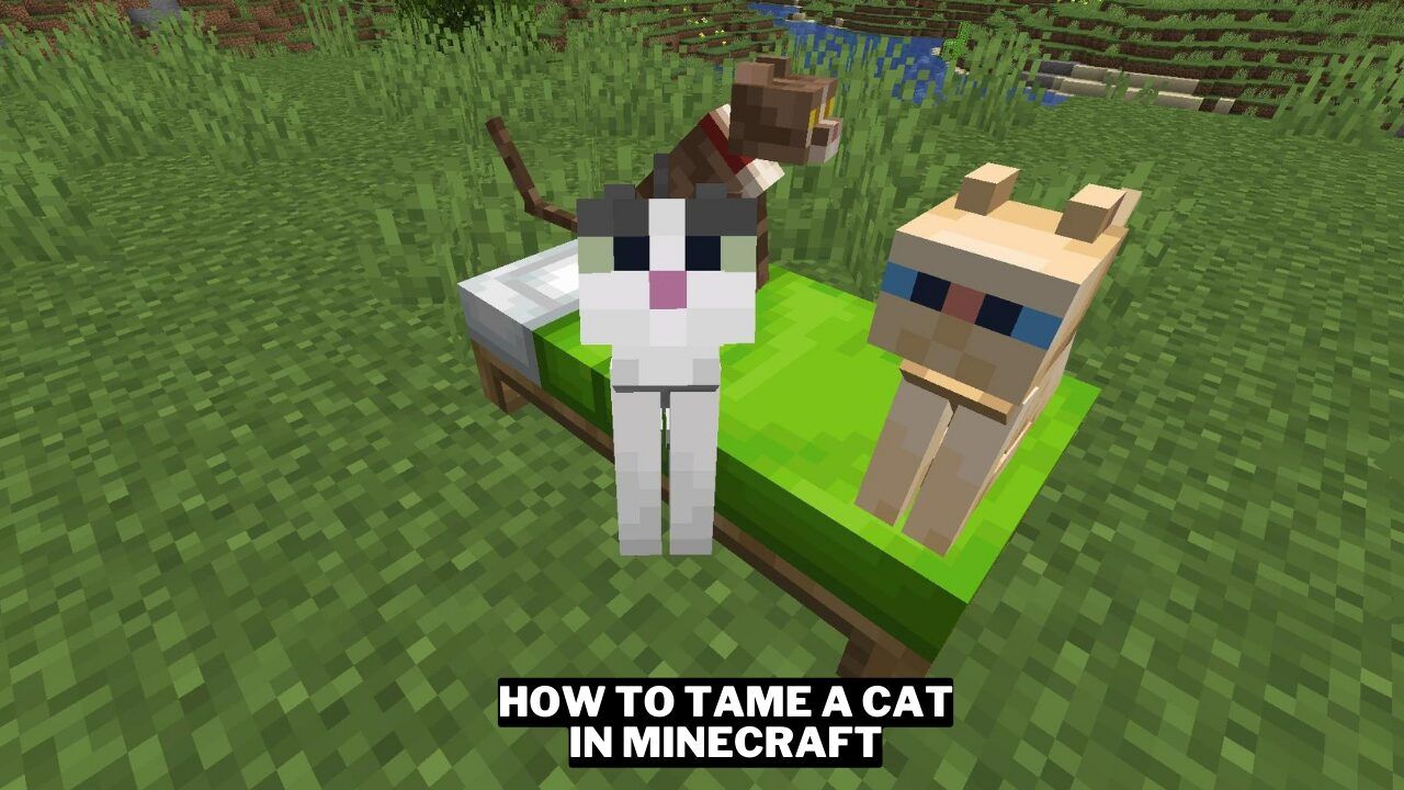 Image How To Tame A Cat In Minecraft Gamerode